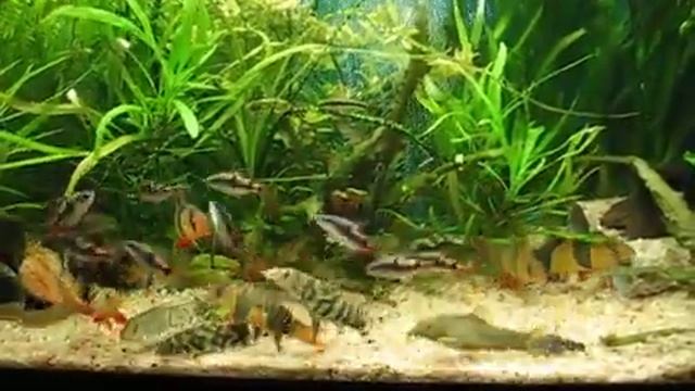 Боции, барбусы и макрогнатусы (продолжение) смотреть онлайн