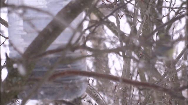 Прилетели певчие птицы в Подмосковье, а 31 марта выпал снег