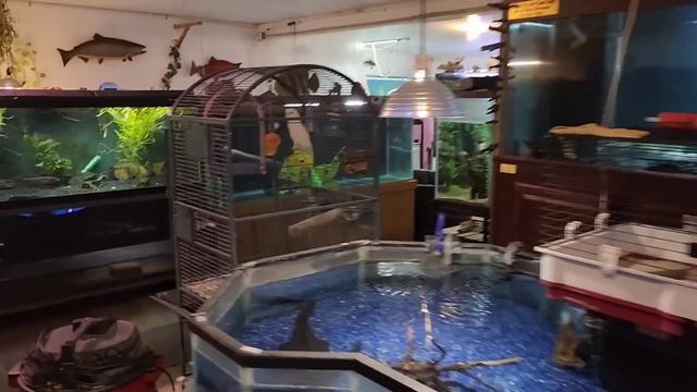 Bought Insane Fish for my Freshwater Aquarium смотреть онлайн