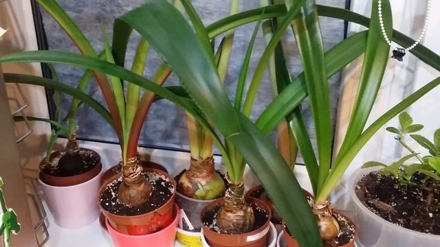 Мои Гиппеаструмы..уход.. смотреть онлайн