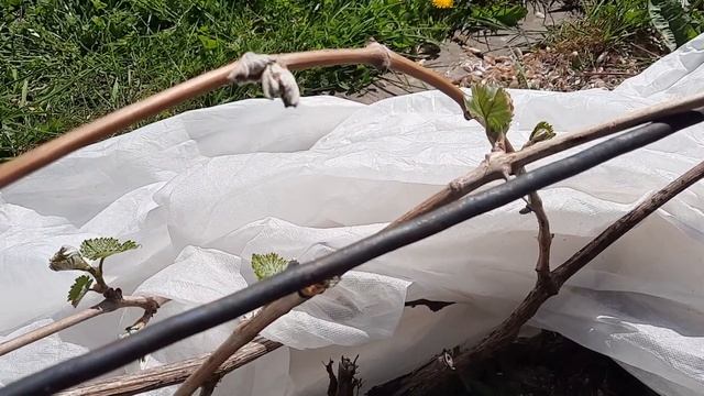 Калининградский виноград. Заморозки закончились. Что осталось после них. смотреть онлайн