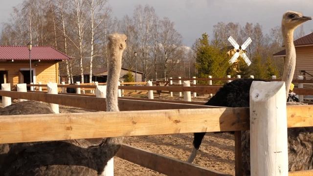 Cтраусы. Русская деревня Шуваловка. 4k. смотреть онлайн