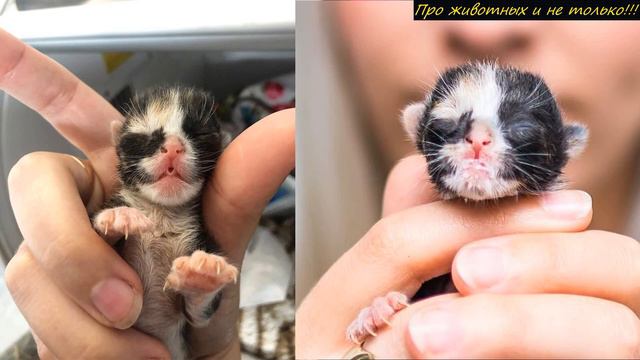 Кошка закопала котенка, а люди нашли его через 8 часов! Ветеринар предложил УCЬIПИТЬ мурлыку! смотреть онлайн