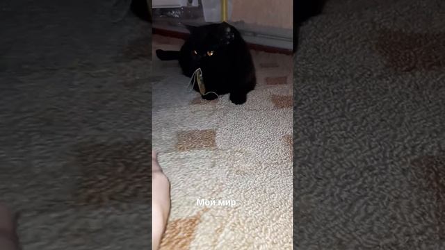 Прикол моя кошка проглотила веревку.Смешное видео животные.Мои видео.Блог.Влог. смотреть онлайн