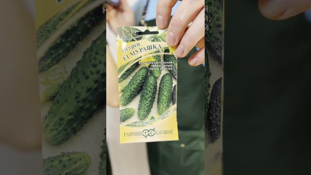 ОГУРЕЧНЫЙ ХИТ - МУРАШКА F1 смотреть онлайн