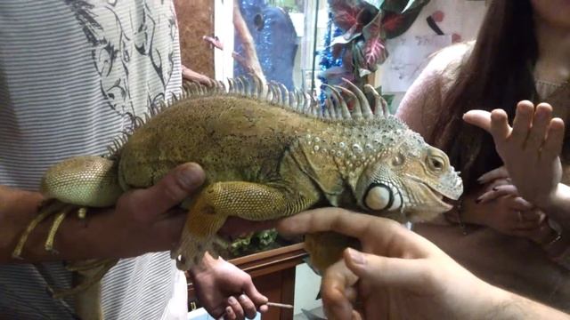 Кормим игуану смотреть онлайн