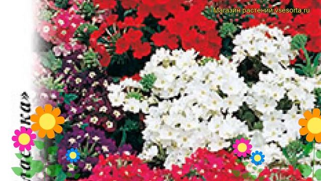 Вербена обыкновенная Идеал. Краткий обзор, описание характеристик, где купить семена Verbena