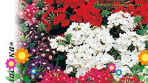 Вербена обыкновенная Идеал. Краткий обзор, описание характеристик, где купить семена verbena