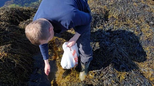 Сбор морской капусты смотреть онлайн