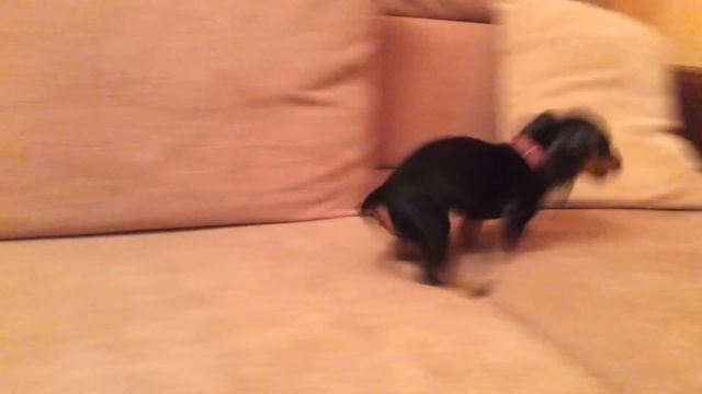 Щенок кроличьей таксы бесится и лает смотреть онлайн