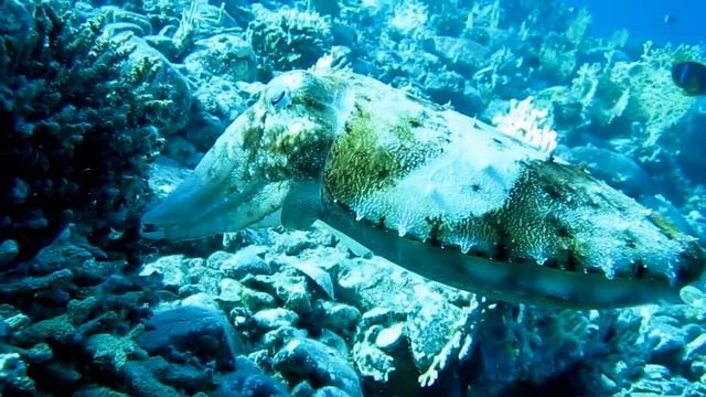 Зоологические Загадки