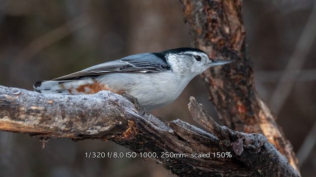 Panasonic Leica 100-400mm F/4-6,3 And Panasonic Lumix G9 (in 4k)