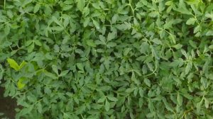 Рассада помидор на продажу начинается сезон продаж