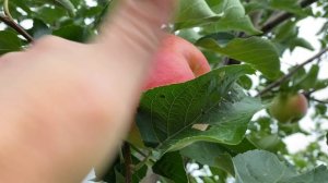 Яблоня Жигулевское. 22 августа 2023 года. Самарская область