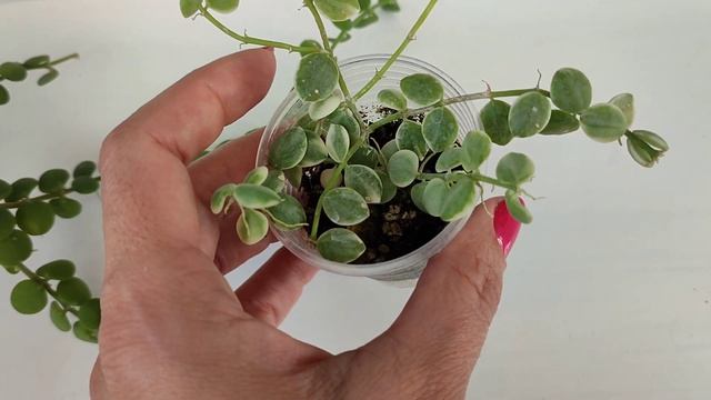 Мои Дисхидии.