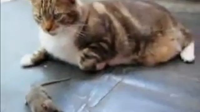 Кот испугался мыши )))) смотреть онлайн