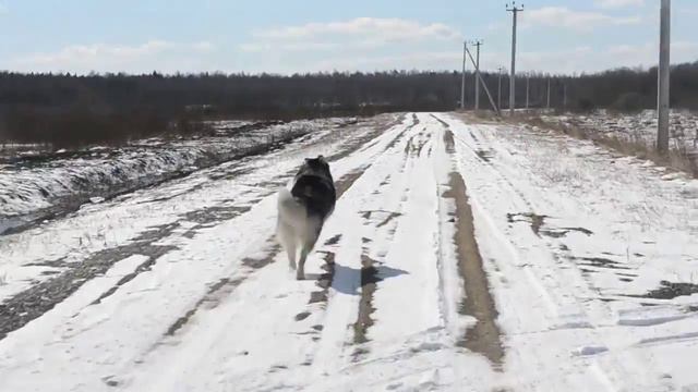 Я хаски Я на тренировке в апреле Меня зовут Баграй смотреть онлайн