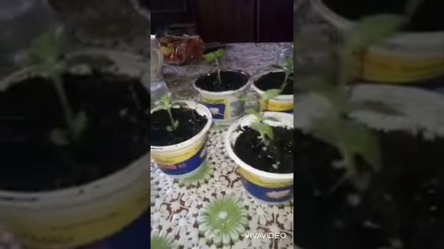 Продолжаем следить за черенками роз и петуний. смотреть онлайн