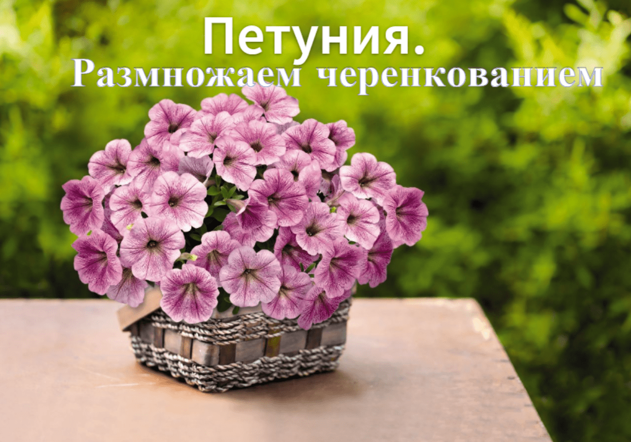 Петуния. Размножение черенкованием. Как размножить петунию. Как подстричь петунию. смотреть онлайн