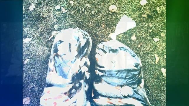 Чёрная речка. Рыбалка и воспоминания последних двух выездов на Ельца. Северный берег Финского залив смотреть онлайн