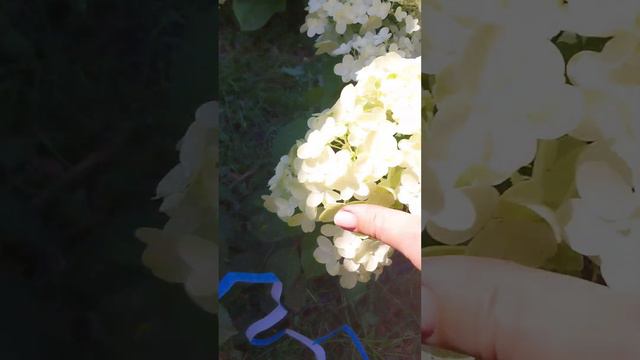 Сильвер Доллар 7 августа смотреть онлайн