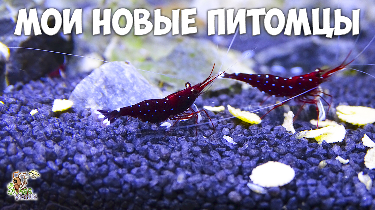 Мои новые питомцы ● Креветки кардинал ● Caridina dennerli смотреть онлайн