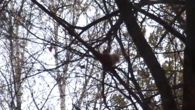 Белка в естественной среде обитаня