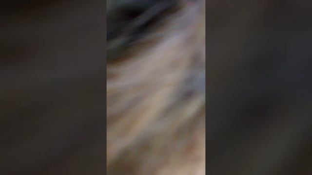 Зоопарк Циттау Германия смотреть онлайн