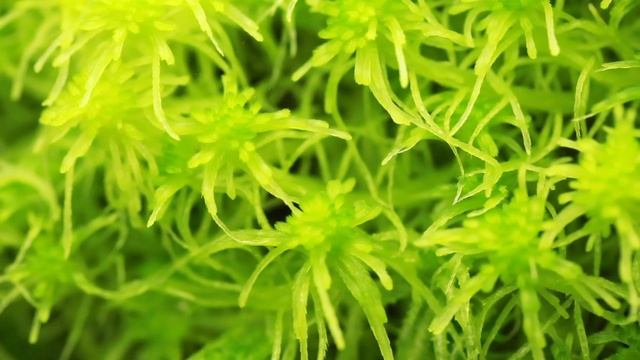 The Ultimate Nepenthes Care Guide - Humidity смотреть онлайн