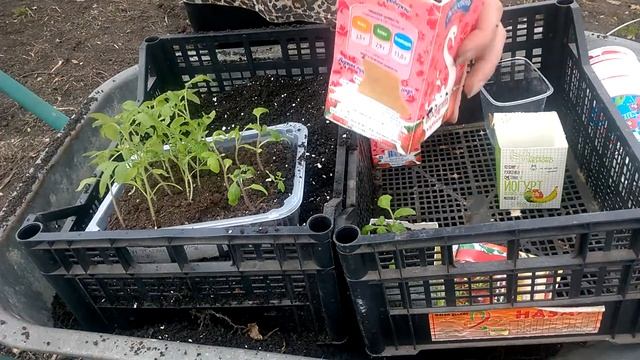 ПИКИРУЕМ ТОМАТЫ ЛЕГКО И ПРОСТО смотреть онлайн