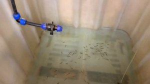 Выращивание, разведение форели в домашних условиях. Рост карасей комет.