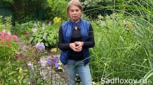 Мискантусы. Уход и посадка