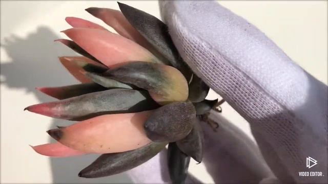Echeveria unguiculata. (Y) смотреть онлайн