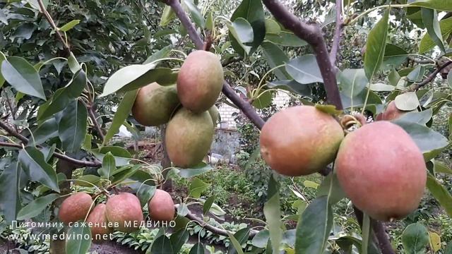 Груша Киргизская зимняя: обзор сорта смотреть онлайн