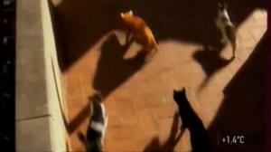 Корм Friskies: Для активных котов в сапогах и без! (2011)