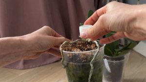 Как избавиться от зелени в горшке орхидеи фаленопсис? Водоросли в горшке орхидеи опасно или нет