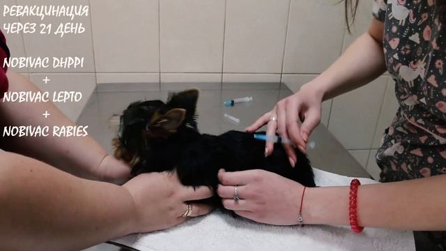 Прививки щенку: вакцинация и ревакцинация вакциной Nobivac (прививки для йорка, вакцинация собак) смотреть онлайн