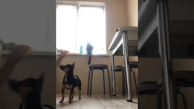 ОБУЧАЮ СОБАКУ КОМАНДАМ ДЕНЬ 1||КОМАНДА СУСЛИК|| смотреть онлайн