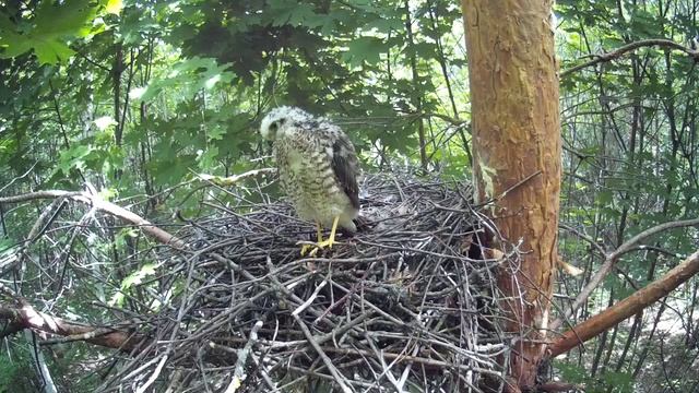 Последний птенец ястреба-перепелятника остался в гнезде ( Accipiter nisus ) смотреть онлайн