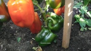 ОДИН ИЗ  САМЫХ ВЫСОКОУРОЖАЙНЫХ,  ТОЛСТОСТЕННЫХ, КРУПНОПЛОДНЫХ  И ВКУСНЫХ СЛАДКИХ ПЕРЦЕВ  - КУБЫШКА