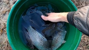 Отличное начало сезона ловли карася зимой!  ПОЛНОЕ ВЕДРО КАРАСЯ с ЛУНКИ! 2024