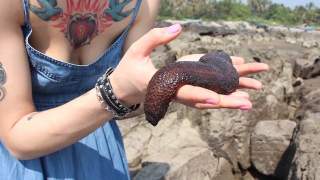 Удивительное животное на пляже Гоа смотреть онлайн