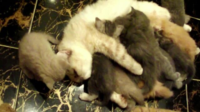 Одна кошка кормит всех котят подряд, своих и чужих! смотреть онлайн