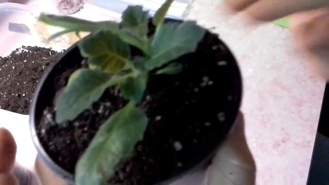 Глоксиния. У клубенька глоксинии несколько ростков...что делать смотреть онлайн