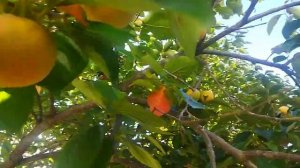 Как растет дерево Хурма