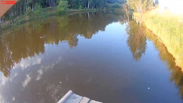 Ловля карпа.Карпы гнут крючки и удилище смотреть онлайн