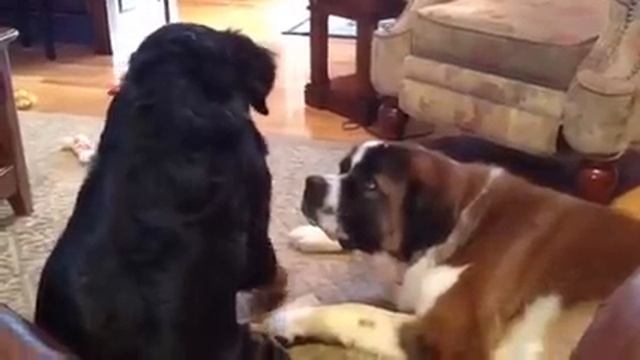 Bernese Mountain dog and Saint Bernard смотреть онлайн