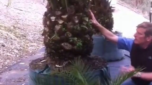 Phoenix canariensis from Wholesale Nurseries Australia смотреть онлайн