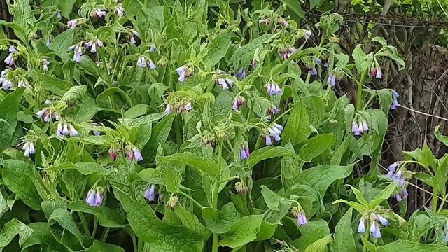 Майские цветы в саду. смотреть онлайн