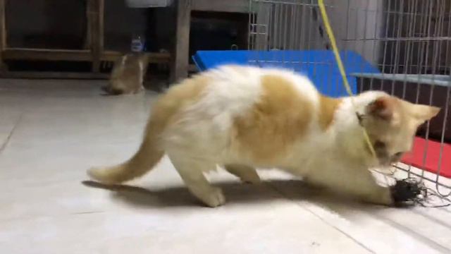 Kucing munchkin minuet смотреть онлайн